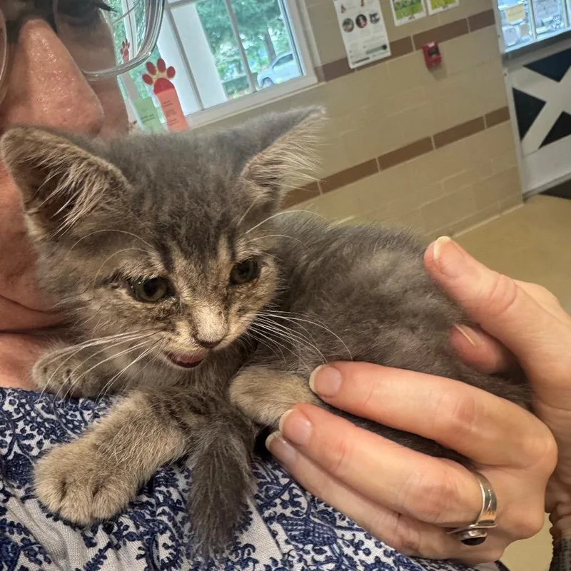 A baby small-sized female Brown / Chocolate Domestic Short Hair cat named Nubby for adoption in Winston-Salem, NC