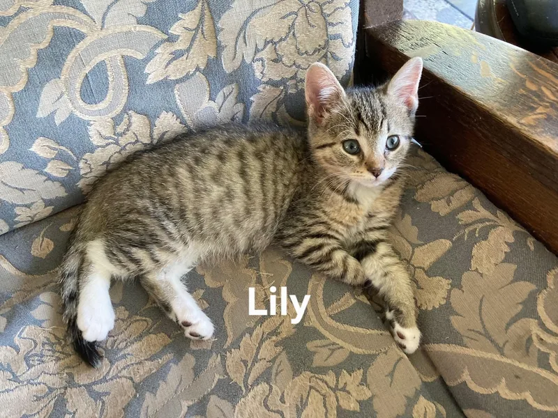 A baby medium-sized female Tabby (Tiger Striped) Domestic Short Hair cat named Lily for adoption in Chicopee, MA