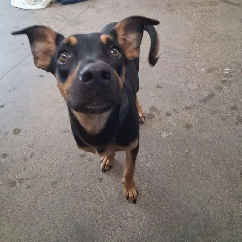 An adult medium-sized female Black Doberman Pinscher dog named Dandelion for adoption in Kingman, AZ