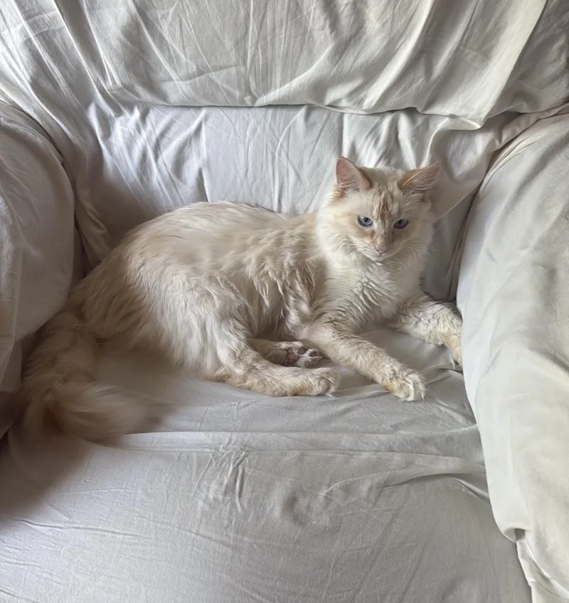 Opal