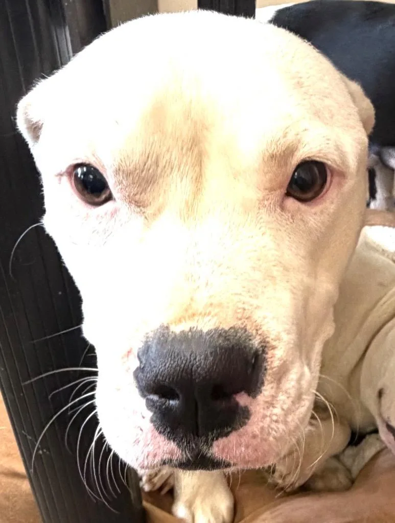 A young medium-sized female Mixed Breed dog named Keisha for adoption in Springfield, OH