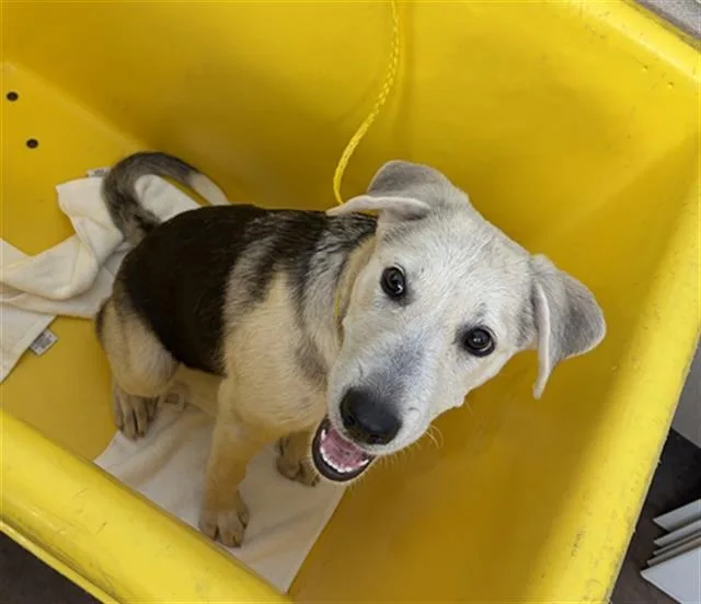 A baby large-sized female Mixed Breed dog named Sammi for adoption in Dallas, TX