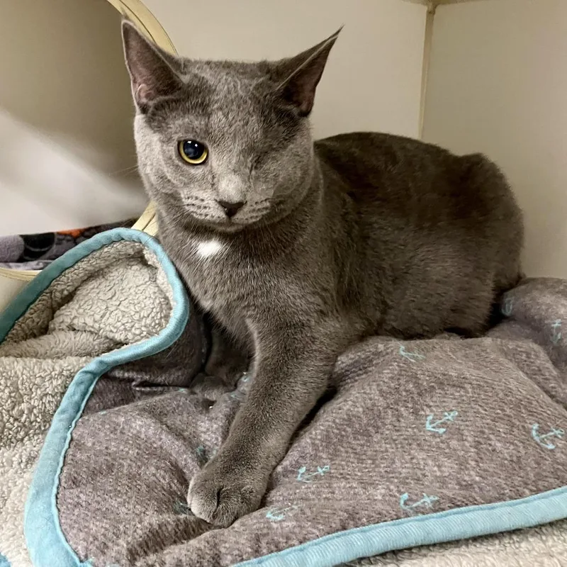 A young large-sized female Gray / Blue / Silver Domestic Short Hair cat named Mckenna for adoption in Novelty, OH