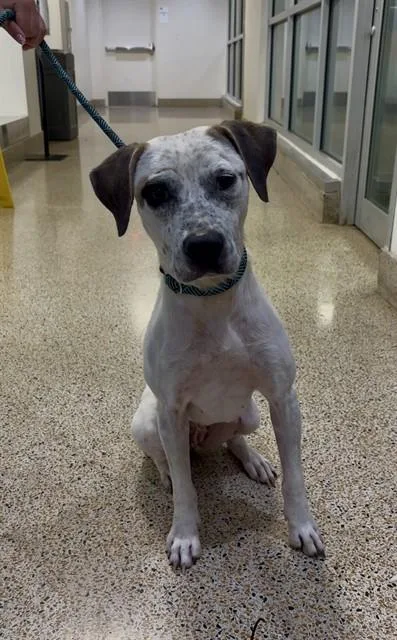 A young medium-sized female Terrier dog named Brooklyn for adoption in Miami, FL