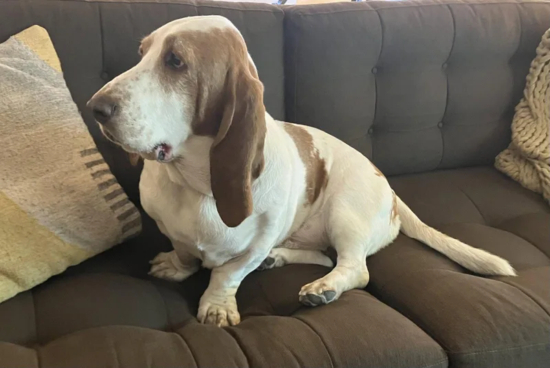 An adult large-sized male Basset Hound dog named Hank for adoption in Grapevine, TX