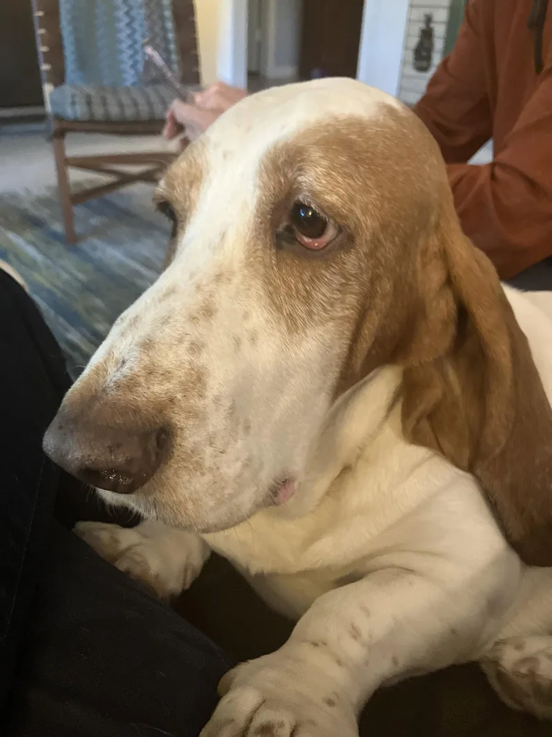 Hank thumbnail 2