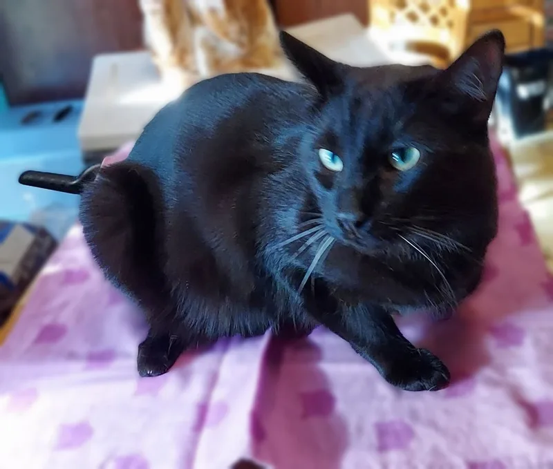 An adult medium-sized male Black Domestic Short Hair cat named Milo for adoption in RIVERSIDE, CA