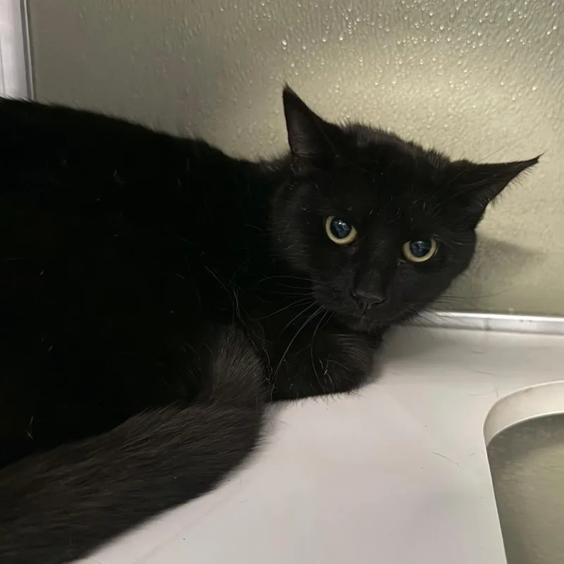 A young medium-sized female Black Domestic Short Hair cat named Bango for adoption in Winston-Salem, NC