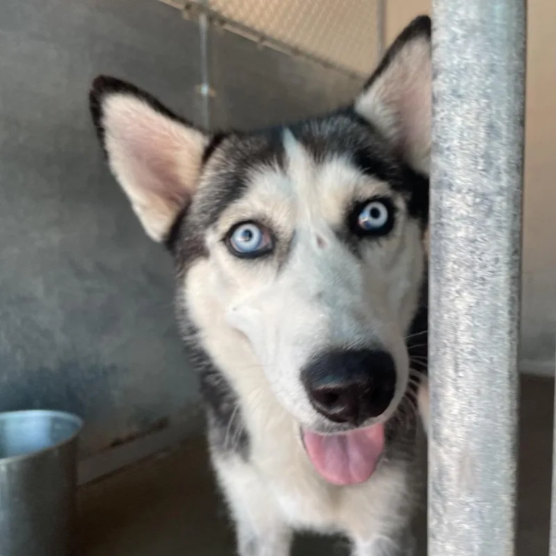 Virginia thumbnail 3