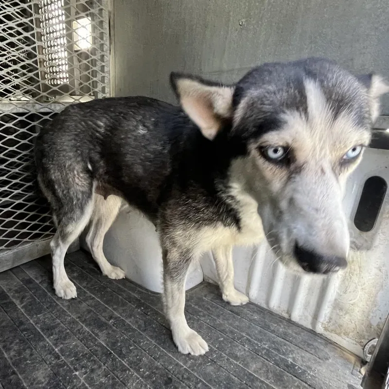 Virginia thumbnail 4