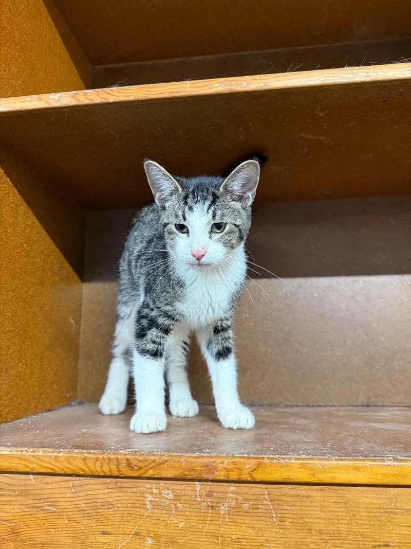 A young medium-sized male Tabby (Brown / Chocolate) Tabby cat named Larson for adoption in Marion, IN