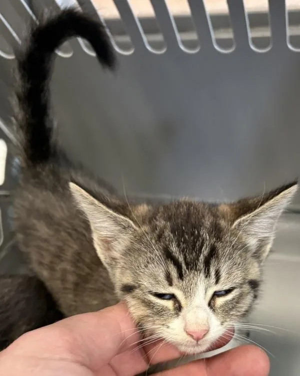 A baby small-sized female Domestic Short Hair cat named Kc for adoption in Lawrenceville, GA