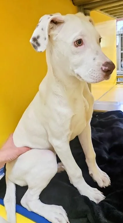 A baby medium-sized female Mixed Breed dog named Darla for adoption in Independence, MO
