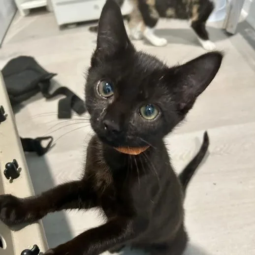A baby small-sized male Domestic Short Hair cat named Danny for adoption in Cumming, GA