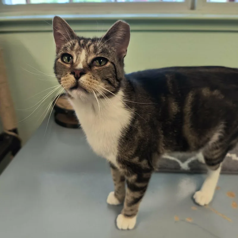 A senior medium-sized male Tabby (Brown / Chocolate) Domestic Short Hair cat named Slater for adoption in Weaverville, CA