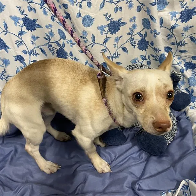 A young small-sized male Chihuahua dog named A for adoption in Modesto, CA