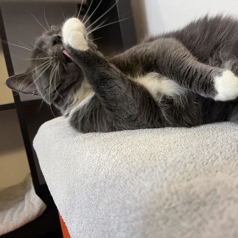 Greta
