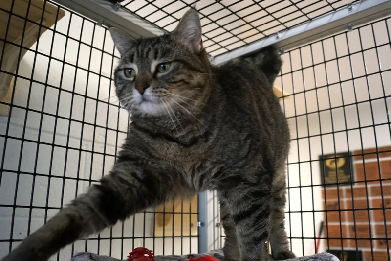 An adult large-sized female Tabby (Gray / Blue / Silver) Tabby cat named Anna Kendrik for adoption in New Milford, CT