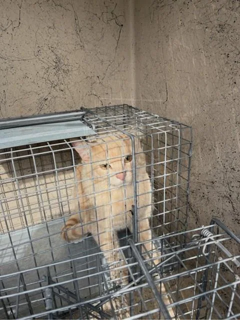 A young medium-sized male Domestic Short Hair cat named Teddy Bear for adoption in Louisville, KY