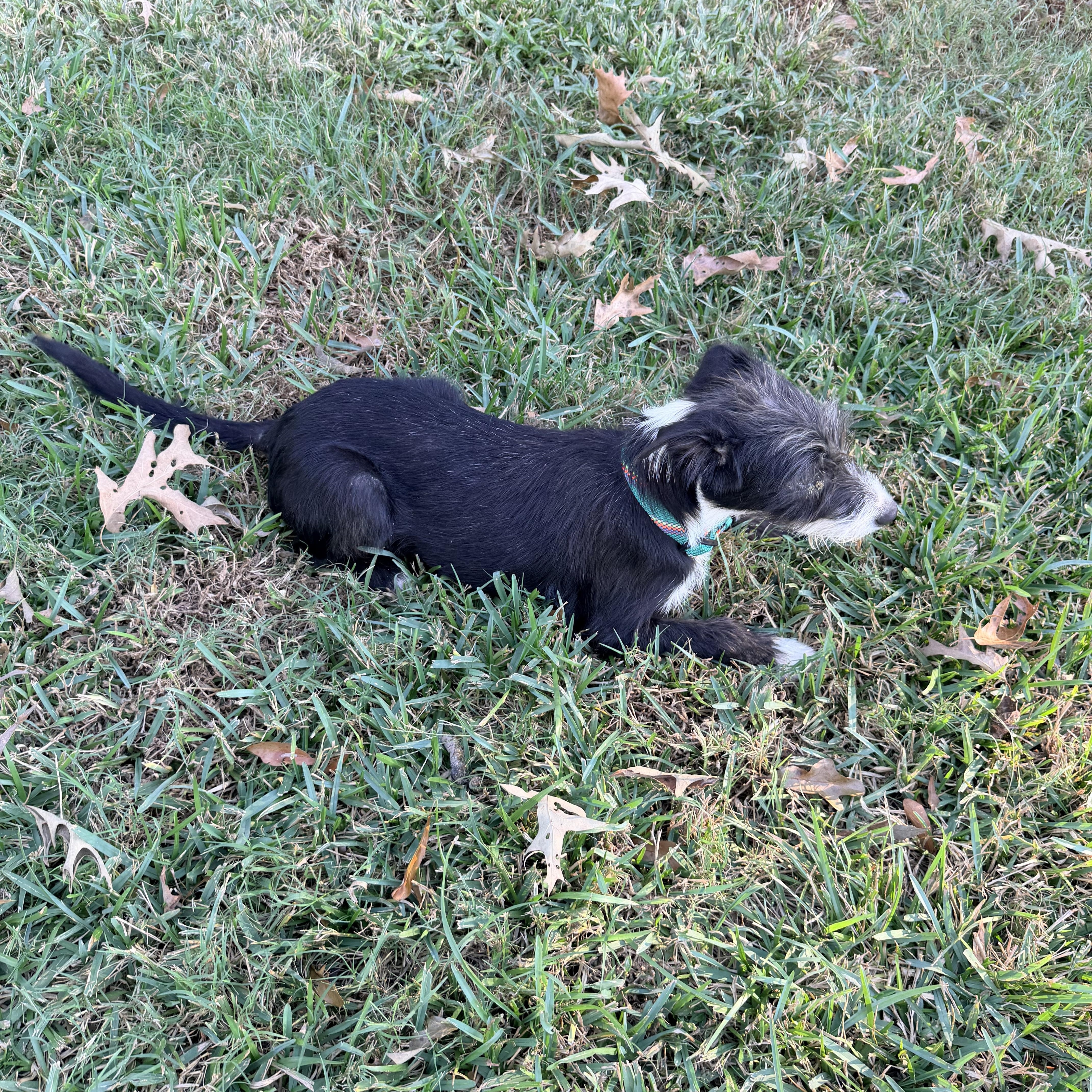 A young small-sized male Black Miniature Schnauzer dog named Bart for adoption in Baker, LA