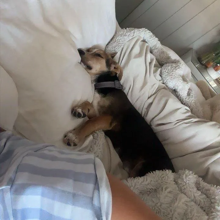 A baby small-sized female Dachshund dog named Vantage for adoption in San Diego, CA