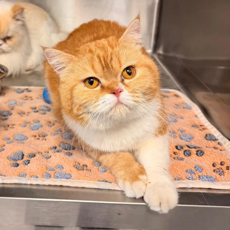An adult medium-sized female White Exotic Shorthair cat named Dubo for adoption in Indianapolis, IN