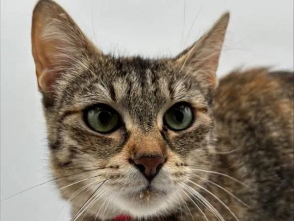 A young medium-sized female Domestic Short Hair cat named Donut for adoption in Portland, OR