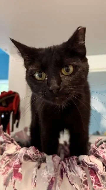 An adult small-sized female Domestic Short Hair cat named River for adoption in Sultan, WA