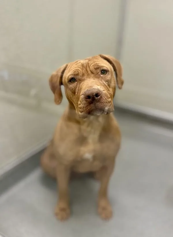 An adult large-sized female Pit Bull Terrier dog named Belly for adoption in Victorville, CA