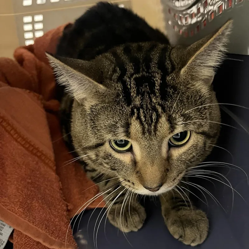 An adult large-sized male Brown / Chocolate Domestic Short Hair cat named Fernando for adoption in Oak Park, IL