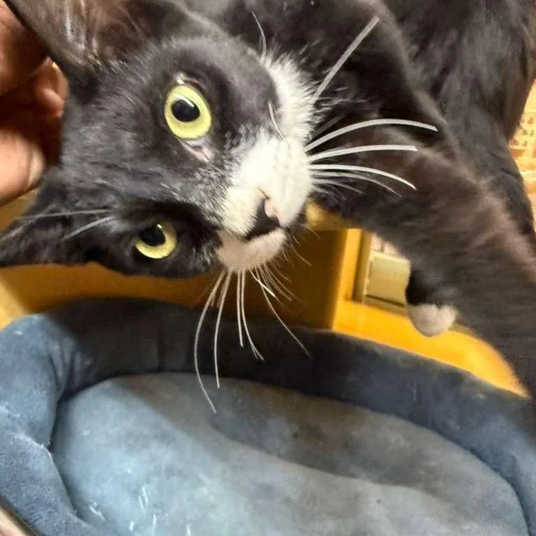 A young medium-sized male Black Domestic Short Hair cat named Sandbox for adoption in Middle Village, NY
