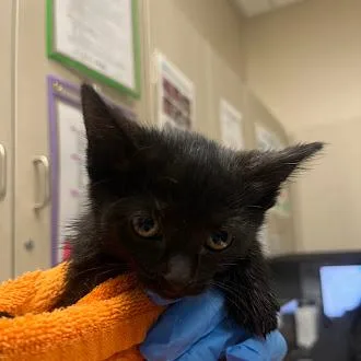 A baby small-sized female Domestic Short Hair cat named Kim Kim for adoption in Las Vegas, NV
