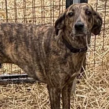 A young medium-sized male Brindle Mixed Breed dog named Fred for adoption in Newark, DE