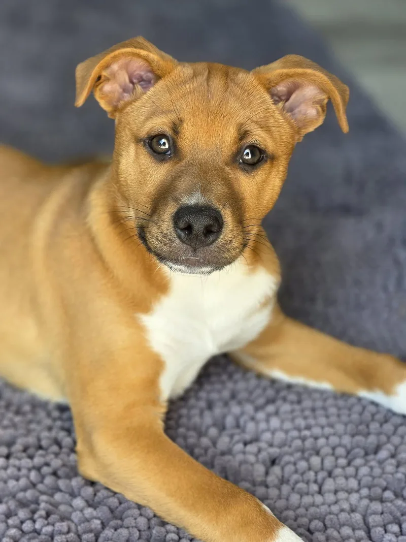 Teddy