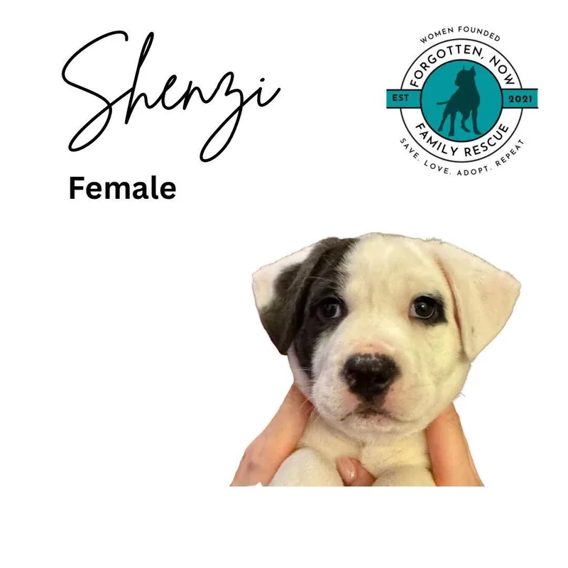 A baby medium-sized female Mixed Breed dog named Shenzi for adoption in Cornelius, NC