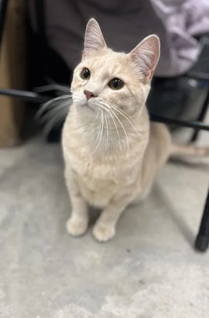An adult medium-sized male Domestic Short Hair cat named Junior Jellybean for adoption in Humboldt, IA