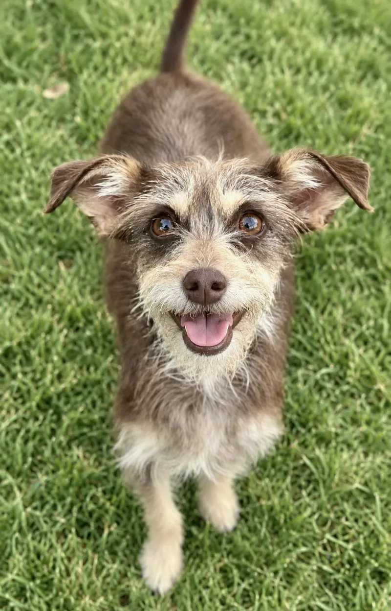 A young small-sized female Bicolor Terrier dog named Mary for adoption in Manhattan Beach, CA