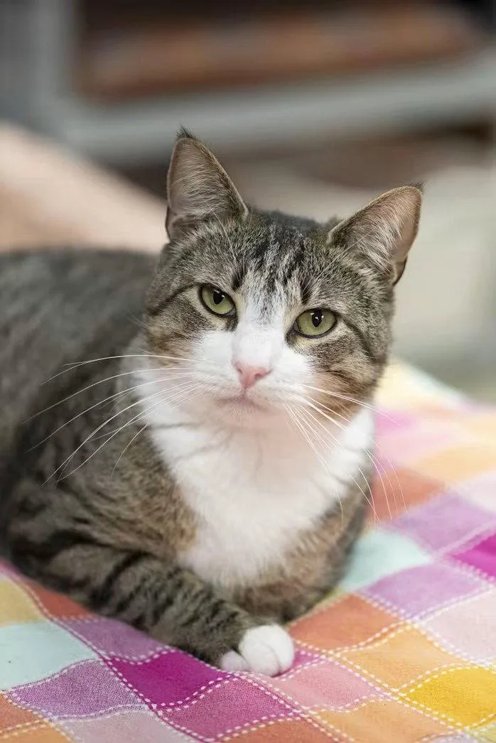 An adult medium-sized male Domestic Short Hair cat named Duffy for adoption in Whitehall, PA