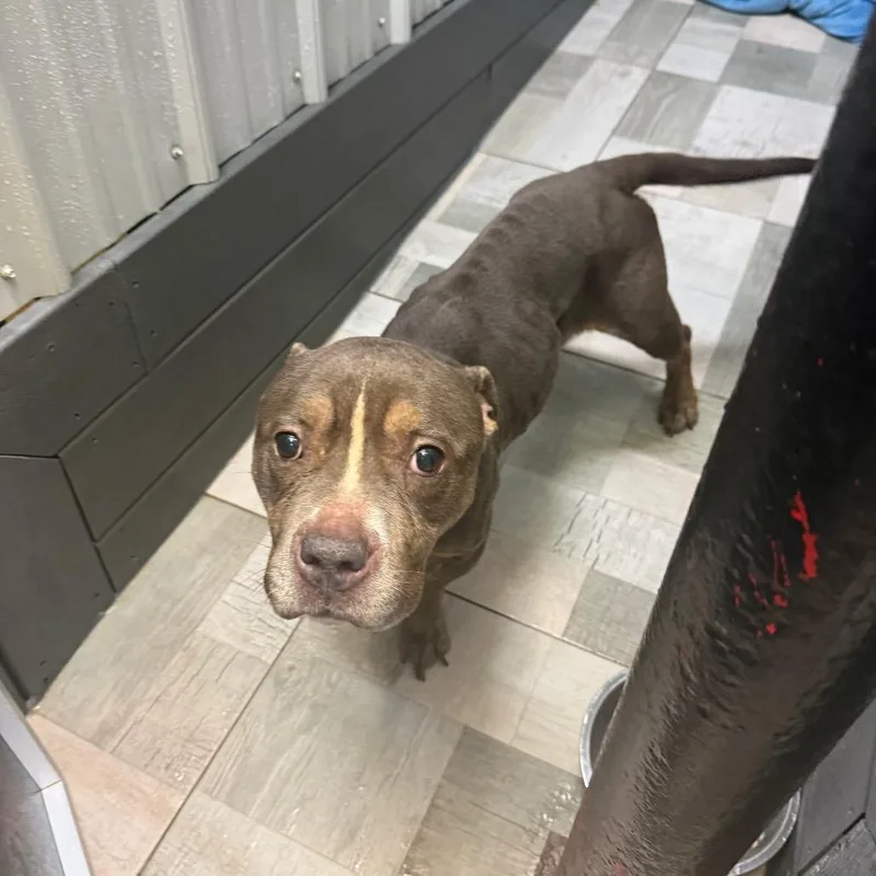 An adult medium-sized female Pit Bull Terrier dog named CAASStray for adoption in Homer, NY