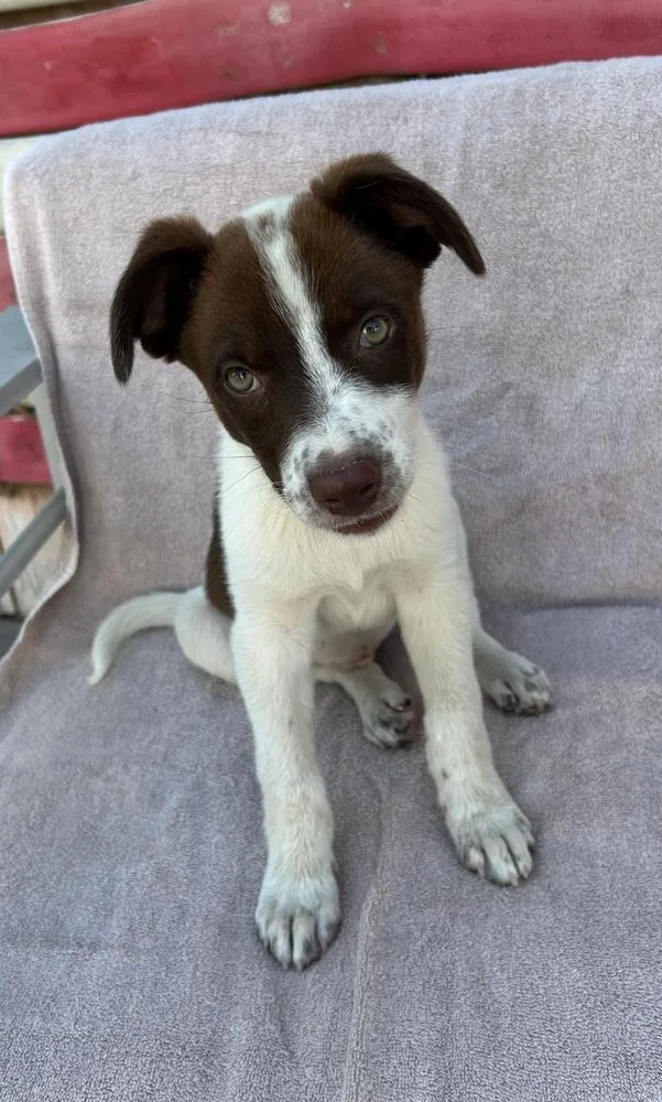 A baby large-sized female Brown / Chocolate German Shepherd Dog dog named Birdie for adoption in Pleasant Hill, CA