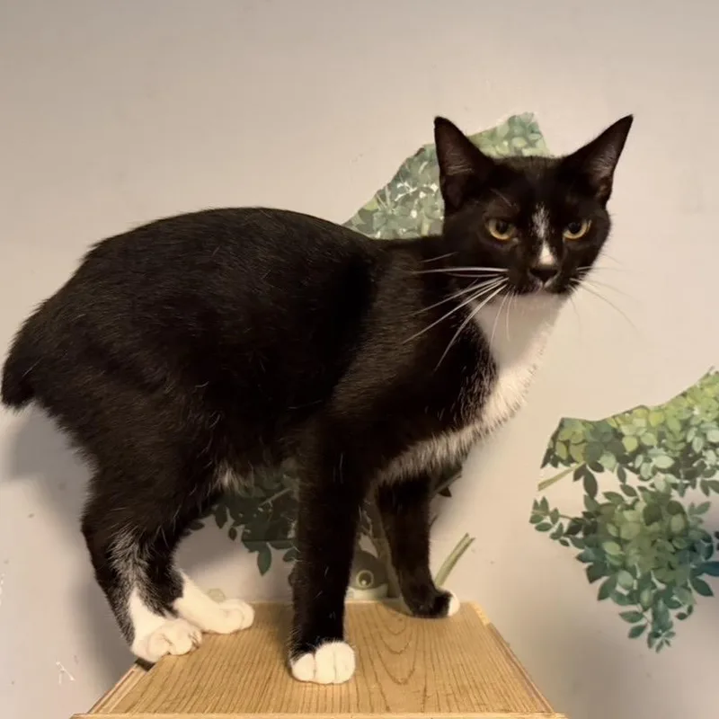 A young small-sized male Domestic Short Hair cat named Tony Tux for adoption in Sequatchie, TN