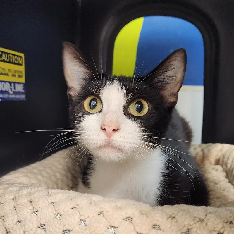 A young medium-sized female Black Domestic Short Hair cat named Catalina for adoption in Delaware, OH