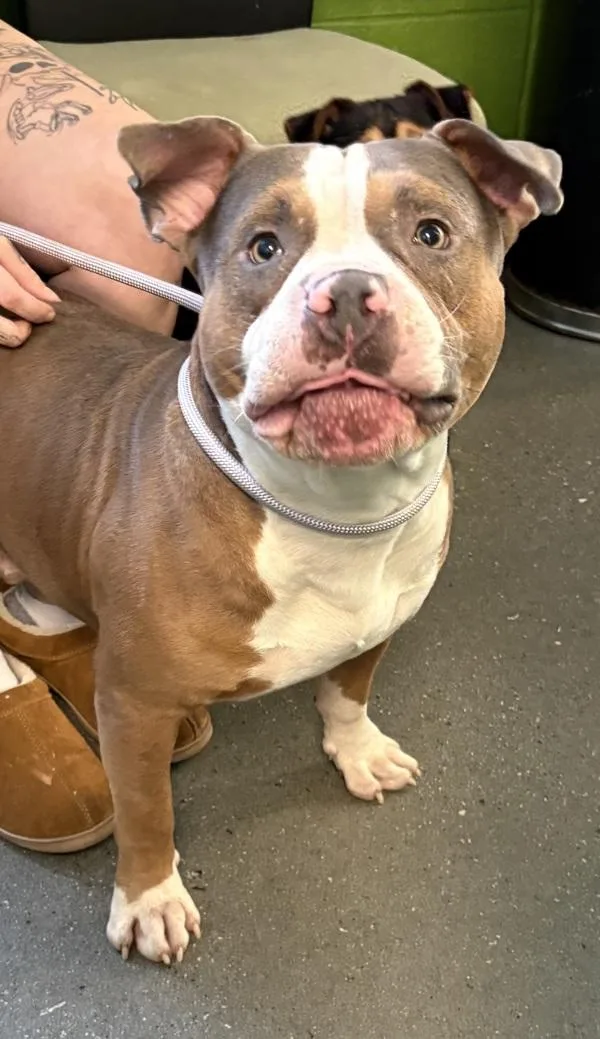 An adult large-sized male American Bully dog named Pen Petey for adoption in Lawrenceville, GA