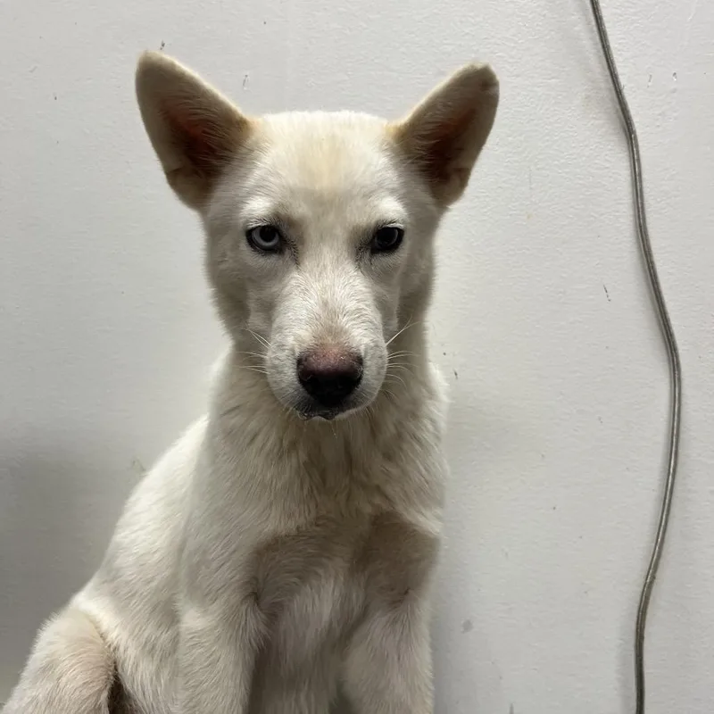 A baby small-sized female White / Cream Siberian Husky dog named Yang for adoption in Birmingham, AL
