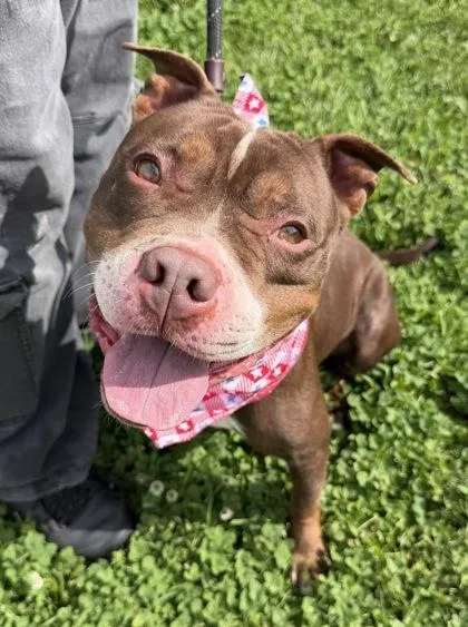An adult large-sized female Mixed Breed dog named HARMONY mom for adoption in Clarks Summit, PA