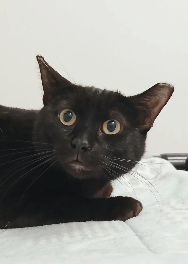 An adult medium-sized male Black Domestic Short Hair cat named Gumpy for adoption in Bay City, MI