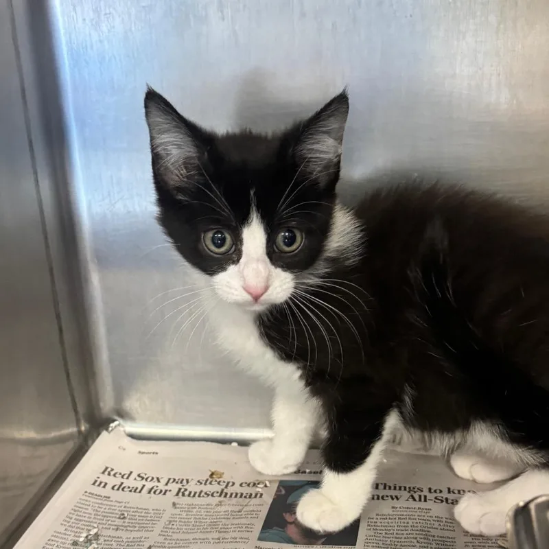 A baby small-sized female Black Domestic Short Hair cat named Orcha for adoption in Brockton, MA