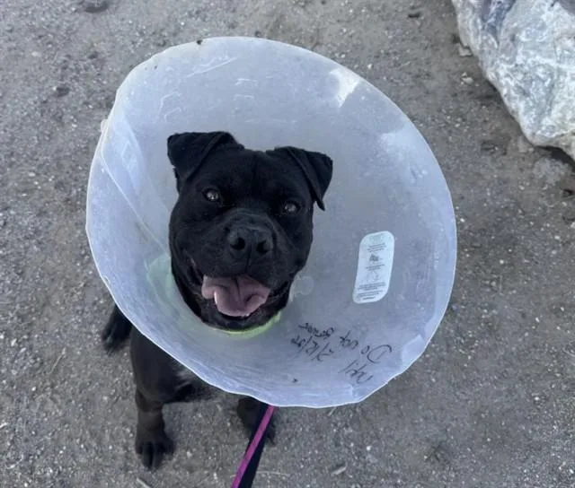 A young medium-sized male Pit Bull Terrier dog named Benny for adoption in Tucson, AZ