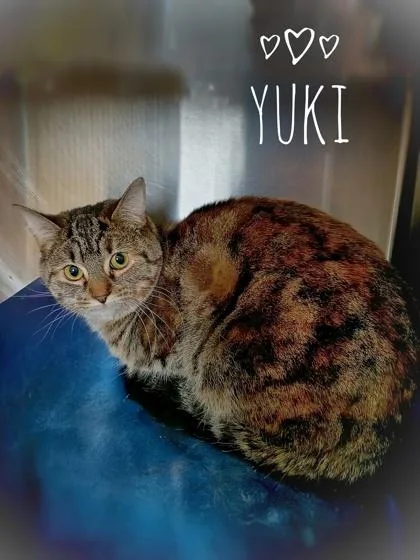 Yuki thumbnail 2