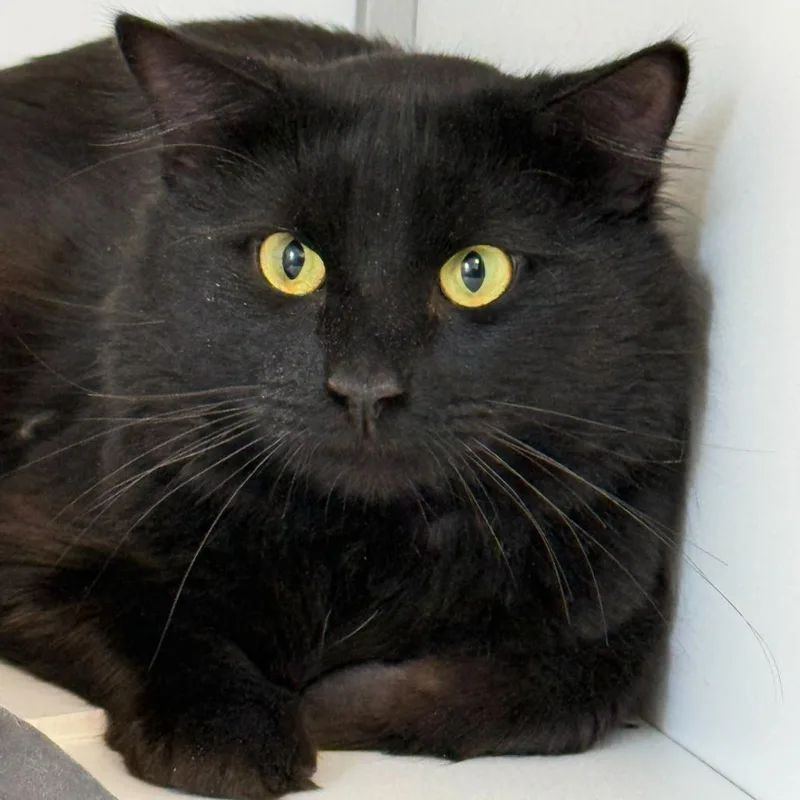 A young medium-sized male Black Domestic Long Hair cat named Leo for adoption in Boston, MA